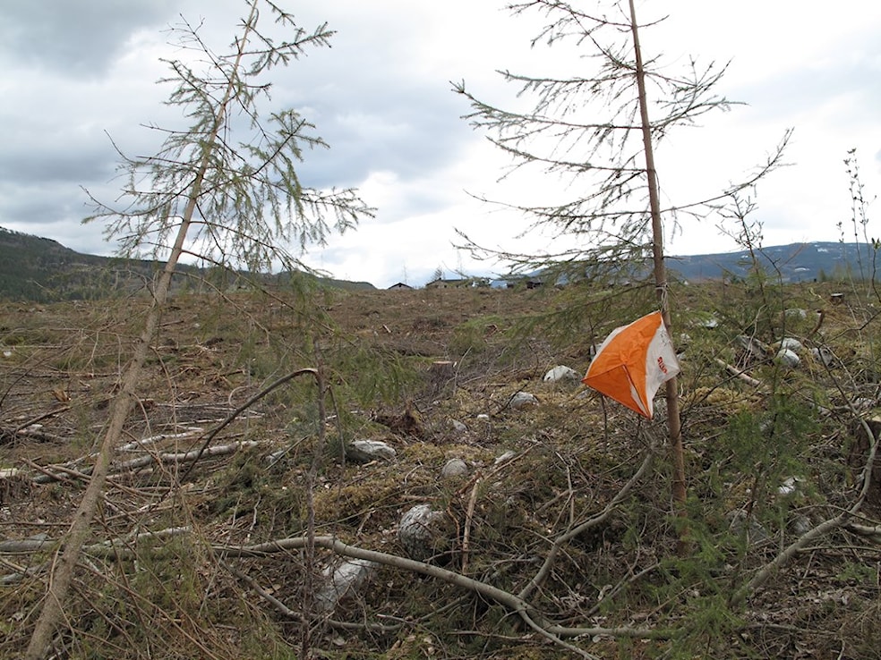 Dølakarusellen 5. løp
